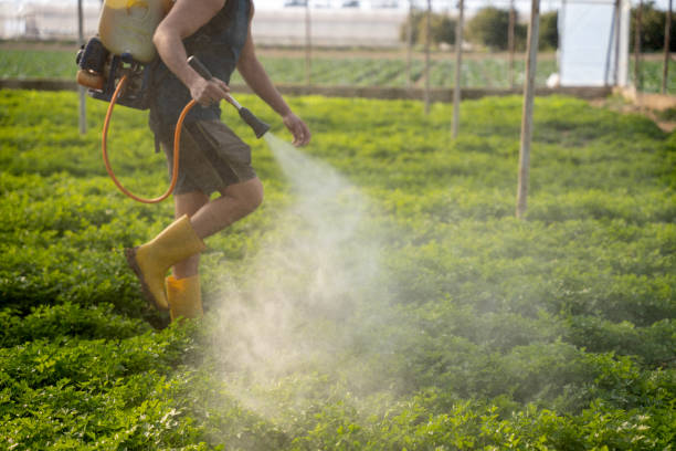 Best Affordable Pest Control Services  in Rlsbad, CA