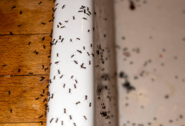 Reliable Carlsbad, CA Pest Control Solutions