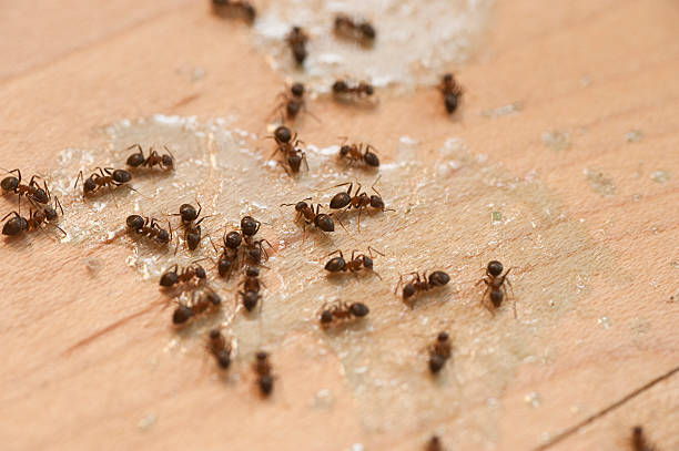 Wasp Removal Services in Carlsbad, CA