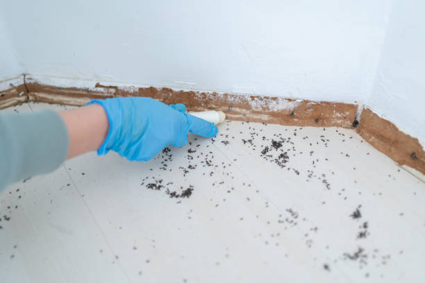 Best Flea Control Services  in Rlsbad, CA